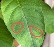 锐本花卉杀虫剂喷雾植物土壤月季花草红蜘蛛蚜虫小飞黑除虫神器500ml  实拍图
