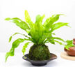 五芳斋 粽子 五芳养源素粽100g*10只 北方口味版礼袋粽1000g 嘉兴特产 实拍图