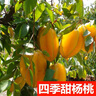 杨桃树苗台湾甜杨桃水果苗纯甜嫁接四季结果庭院地盆栽特大果树苗 四季甜杨桃 两年苗 实拍图