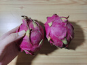 海南红心火龙果金都一号装新鲜采摘现摘现发 1粒装 单果300g+ 实拍图
