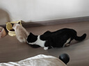 涴喵 布偶猫活体幼猫宠物猫咪活体海双蓝双山猫布偶蓝眼睛长毛仙女猫 宠物级 海双布偶猫 实拍图