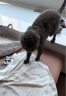 华元宠具（hoopet）猫咪沐浴露幼猫猫用洗澡专用香波抗菌杀菌除螨驱虫除臭宠物沐浴液 实拍图
