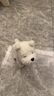 babycare&bctoys儿童毛绒玩具狗电子哈基米宠物玩偶节日生日礼物西高地犬 实拍图