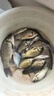 龙王恨鱼饵野战蓝鲫X5青春版腥香味黑坑野钓鲫鲤草鳊老三样套餐钓鱼饵料 蓝鲫青春版-腥香(共900g/3包) 实拍图