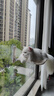 京严猫吊床吸盘猫床猫窝悬挂式猫咪窗户玻璃挂床猫架子阳台晒太阳吊篮 实拍图