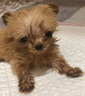 皇家皇家狗粮幼犬奶糕幼犬狗粮宠物小型犬MIS30全价犬粮 ≤2月1KG 实拍图