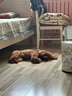 麦富迪 狗狗零食 宠物零食肉干肉条成犬幼犬通用训狗奖励零食 鸡肉卷甘薯2kg（400g*5） 实拍图