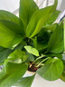 双盟绿萝盆栽除甲醛花卉绿植办公室180款加仑自吸水盆8盆装源头直发 实拍图