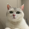 网易严选 宠爱相伴全价猫粮 居家宠物主粮幼猫成猫全价粮猫咪食品 1.8kg 实拍图