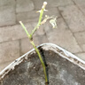 耐寒蔷薇花苗爬藤四季开花室内盆栽室外藤本月季玫瑰花卉易活植物 御用马车 爬藤  精品花苗 不含盆 实拍图