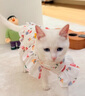 阿莫尔猫咪衣服夏季薄款网纱飞袖裙可牵引金渐层布偶幼猫宠物狗狗防掉毛 蘑菇飞袖裙 L(建议8-10斤具体参考胸围背长) 实拍图