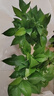 双盟绿萝盆栽除甲醛花卉绿植办公室新房净化空气180加仑4盆装源头直发 实拍图