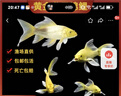 黄金龙凤锦鲤白金乌金锦鲤大型观赏鱼好养耐活淡水金鱼活鱼草金鱼 【10-12cm龙凤系列】 黑+白+黄 实拍图