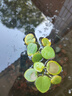 疯狂水草浮萍鱼缸造景水草植物直接入缸水培植物圆心萍一叶莲源头直发包邮 实拍图