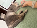 BOTH【JOY联名定制款】山羊奶蛋黄 猫果冻 猫布丁15g*20粒 实拍图