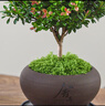 八芽 小叶赤楠盆景摆件室内绿植花卉盆栽老桩客厅办公室桌面好养植物 （舍得紫砂盆赤楠+铺面+托盘） 实拍图