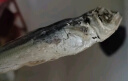 海鲜颂咸鱼干即食熟巴浪鱼干 福建特产小鱼干海鲜干货 鳀鱼干 海鱼干货 500g 实拍图