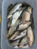 达亿瓦（DAIWA） 新款 一击樱 综合休闲手杆台钓竿轻碳素进口钓鱼竿钓杆 垂钓装备 F-4.5米 实拍图