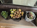 忆润蝶多肉植物带盆绿植花卉盆栽贵货老桩群生玉树玉露仙人掌肉肉 七彩龙珠10cm带盆栽好 云南露养 实拍图