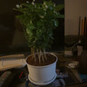 【雅之典】重瓣茉莉花盆栽室内观花植物四季好养带花苞开花不断绿植 茉莉花10-12颗【大号敞口盆】 好养活 实拍图