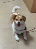 NEXGARD SPECTRA超可信中型犬M号体内外同驱去跳蚤进口药3片 实拍图