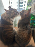 最宠（Paddy Time）猫粮1.5kg鲜肉低温烘焙粮 全价无谷全期猫干粮成幼猫咪主食0淀粉 实拍图