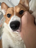 宝路狗粮 成犬全价粮中小型犬泰迪茶杯犬柯基鸡肉味1.8kg 实拍图