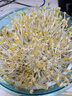 小熊（Bear）豆芽机 豆芽发芽神器 家用豆芽机全自动发豆芽 生豆芽神器家用 微电脑智能定时双层DYJ-S6108 实拍图