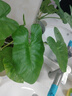 仲景 上海葱油酱470g 拌面拌粉拌菜馄饨煎蛋葱油汁调味酱料 实拍图