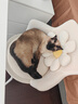 皇家暹罗成猫 SM38 通用粮 12月以上 2KG 实拍图