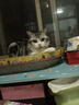 麦富迪猫粮 藻趣儿10kg 幼猫（三文鱼螺旋藻） 实拍图