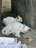 冠能猫粮室内成猫猫粮10kg 全价猫粮 添加膳食纤维 控制毛球 实拍图
