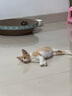 疯狂的主人 猫抓板窝特大号猫玩具猫爪板猫抓盆不掉屑猫窝碗形圆形瓦楞纸 实拍图
