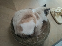 华元宠具（hoopet）猫咪牵引绳防挣脱外出专用遛猫绳子溜猫链子宠物胸背带可调节背心 【新品】兔子刺绣胸背套装 中号-建议体重5-7斤内 实拍图