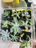 多肉植物精选图片品种发货照图办公室室内阳台桌面图片品种指定品 如图九颗【含彩方盆+营养土】 实拍图