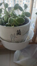裕轩堂花盆陶瓷家用吊兰蝴蝶兰绿萝带托盘大号个性阳台简约多肉室内套装 梅兰竹菊（四个14厘米） 中等 实拍图