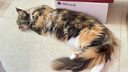 霍曼（Homerun）宠物智能甜甜圈 猫玩具 猫咪陪伴玩具CT10 实拍图