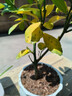 香水柠檬树苗水果盆栽可食用驱蚊浓香好养阳台四季花卉室内绿植物 香水柠檬树+莲花瓷盆（全国可种） 实拍图