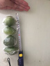 正宗无籽广东香水柠檬新鲜当季商用一级果应当季水果奶茶店专用 海南香水柠檬净重225g+约2-5个 50-90g 中果 晒单实拍图