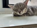 亿迪猫粮冻干幼猫成猫10斤全价英短蓝猫布偶老年猫国产通用全阶段5kg 实拍图