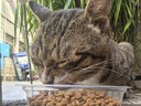 网易严选优质深海食材宠爱相伴全价元气猫粮（海洋鱼）10kg 实拍图