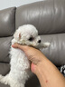 麦德氏IN四合一配方羊奶粉礼盒装300g*2宠物羊奶粉狗狗猫咪 实拍图