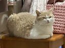 皇家皇家英短成猫粮 BS34 通用粮 12月以上 4.5KG 实拍图