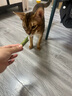 HELLOJOY猫草棒猫咪磨牙棒零食猫草冻干成幼猫化毛球排毛猫草片 80g/罐 实拍图