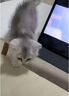 佳朔金渐层活体宠物猫咪幼猫纯种英短全程辅助养猫签订合同双重保障 宠物级 英短银渐层 实拍图