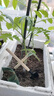 种花工具家用种菜养花园艺松土花铲盆栽花艺种植工具3件套小铲子 小号园艺铲3件套1套 实拍图