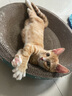 疯狂的主人猫抓板窝碗形大号猫抓盆不掉屑猫窝宠物猫玩具瓦楞纸猫爪板 实拍图