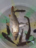 西部风（Xibu feng） 西部风五谷杂粮鱼饵玉米老坛发酵钓鱼窝料 老坛五谷杂粮1000g 实拍图