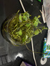 德沃多肥料植物营养液通用型花肥料绿萝发财树富贵竹多肉月季水培绿植花卉肥 500ml一瓶 实拍图