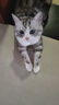 普安特宠物猫咪黑下巴清洁毛囊发炎红肿掉毛污垢粉刺皮肤护理专用巴妥定 实拍图
